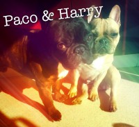 /album/galerie-photos/a52-jpg/