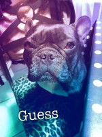 /album/galerie-photos/a85-jpg/