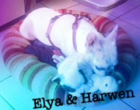 /album/galerie-photos/a132-jpg/